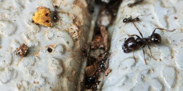 This 8-year-old's discovery changed the history of the world - one ant changes everything