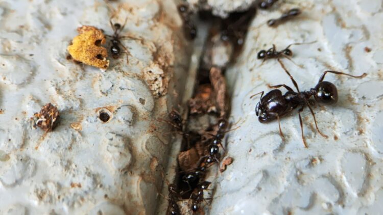This 8-year-old's discovery changed the history of the world - one ant changes everything