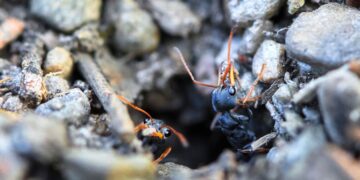 Jumping ants endanger humans - this expert reveals how to eliminate them safely