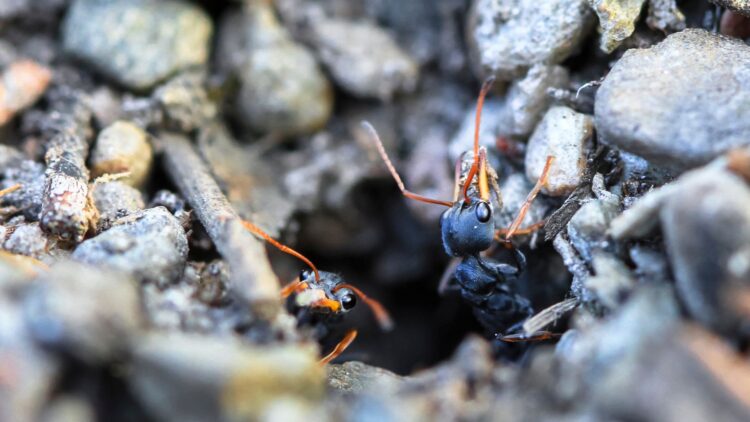 Jumping ants endanger humans - this expert reveals how to eliminate them safely