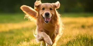 Neither 1 nor 4 is the number of times per day that veterinarians recommend you walk your dog