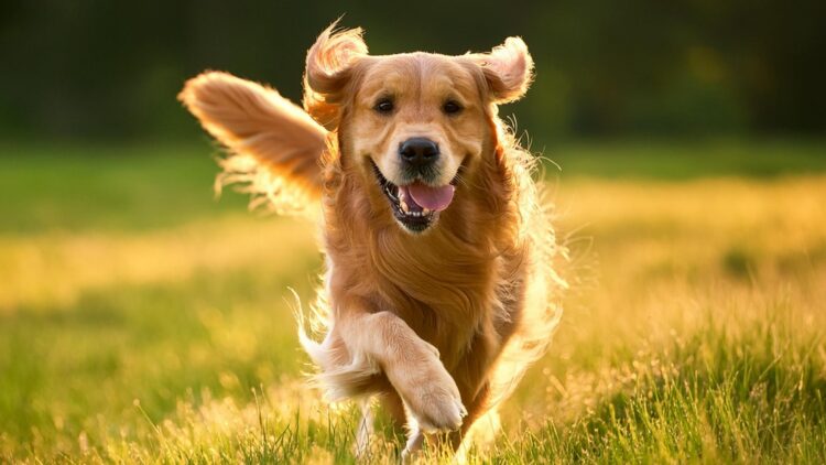 Neither 1 nor 4 is the number of times per day that veterinarians recommend you walk your dog 1 Neither 1 nor 4 is the number of times per day that veterinarians recommend you walk your dog