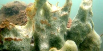 Huge, mysterious creature discovered in underwater tunnel reveals new, never-before-seen species