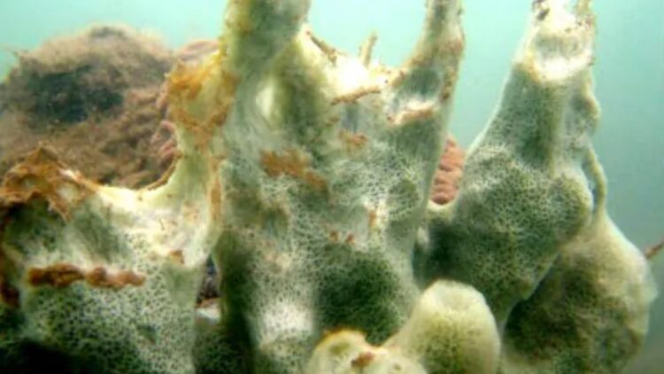 Huge, mysterious creature discovered in underwater tunnel reveals new, never-before-seen species