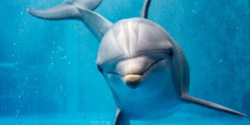 They put a microphone on this dolphin and the scientists are astonished by what they hear - the dolphin is talking to himself