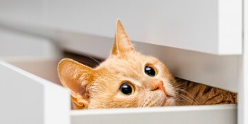 No kissing, no petting - how experts say you should say goodbye to your cat when you leave home