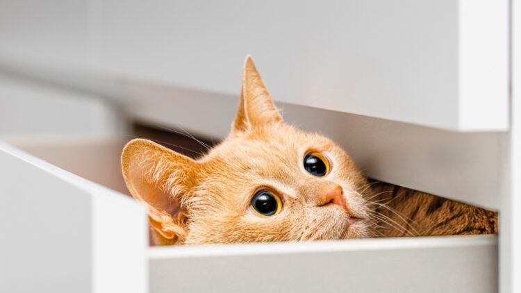 No kissing, no petting - how experts say you should say goodbye to your cat when you leave home