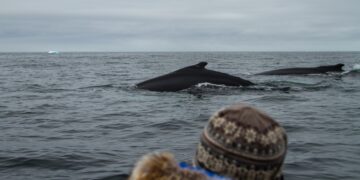 While kayaking, this boy is swallowed by a giant whale while his father videotapes it