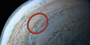 A dolphin in Jupiter