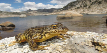 Scientists Rescue Near-Extinct Species from the Great Mountains of Yosemite National Park