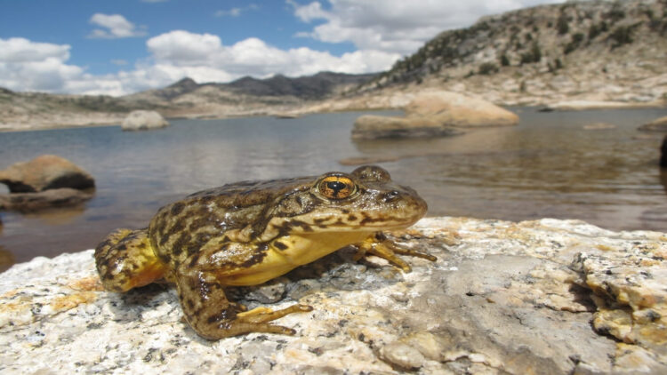 Scientists Rescue Near-Extinct Species from the Great Mountains of Yosemite National Park 1 Scientists Rescue Near-Extinct Species from the Great Mountains of Yosemite National Park