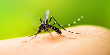 How to keep mosquitoes out of your house with just one kitchen ingredient