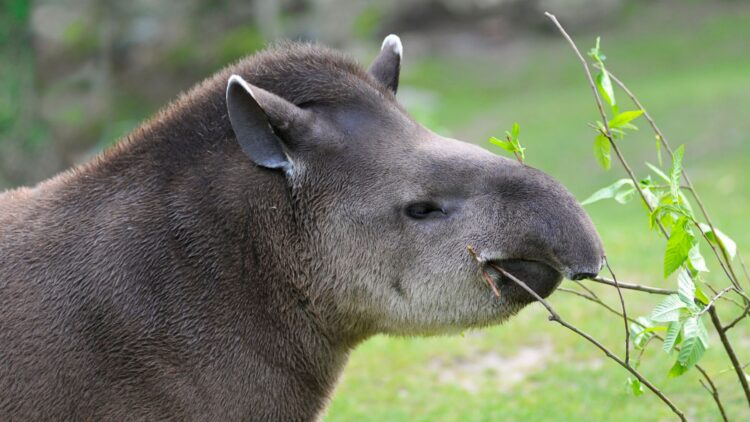 100 years later the largest land mammal reappears - scientists describe it as a historic event for humanity
