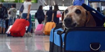 The TSA confirms that these are the only animals that will be allowed on board an aircraft, provided they meet the following requirements