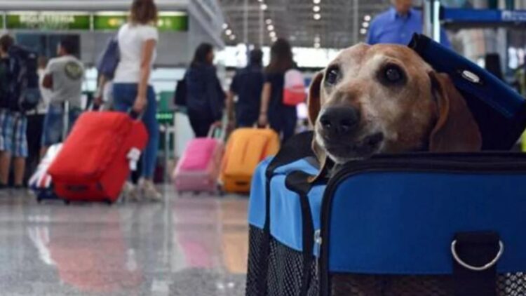 The TSA confirms that these are the only animals that will be allowed on board an aircraft, provided they meet the following requirements