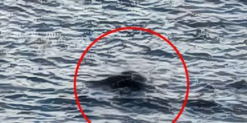 Myth or Reality - New Evidence of Loch Ness Monster Surprises Experts - "Something Huge Moved Under Water"