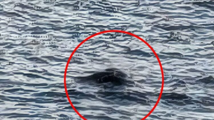 Myth or Reality - New Evidence of Loch Ness Monster Surprises Experts - "Something Huge Moved Under Water" 1 Myth or Reality - New Evidence of Loch Ness Monster Surprises Experts - "Something Huge Moved Under Water"