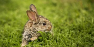 120 years later, scientists discover a rare species thought to be extinct