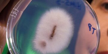 Scientists discover a type of fungus capable of extracting gold - it changes everything