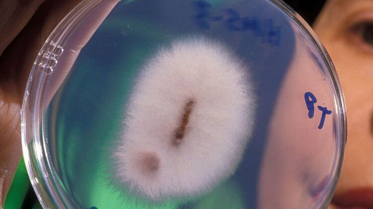 Scientists discover a type of fungus capable of extracting gold - it changes everything 1 Scientists discover a type of fungus capable of extracting gold - it changes everything