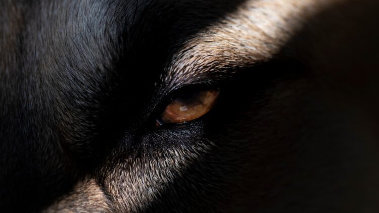 Scientists shocked by the discovery of a strange, never-before-seen animal in an Alaskan neighborhood 1 Scientists shocked by the discovery of a strange, never-before-seen animal in an Alaskan neighborhood