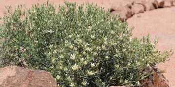 A plant found in ancient Arabia that was used for healing and ritual purposes in the home - this finding could change what we knew about ancient Arabian medicine