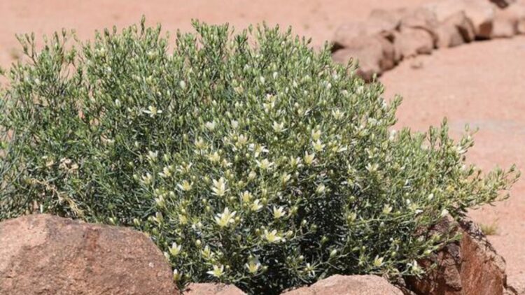 A plant found in ancient Arabia that was used for healing and ritual purposes in the home - this finding could change what we knew about ancient Arabian medicine