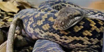 Giant snake found in the middle of the road and the video is leaving everyone speechless - stopped traffic and caused panic