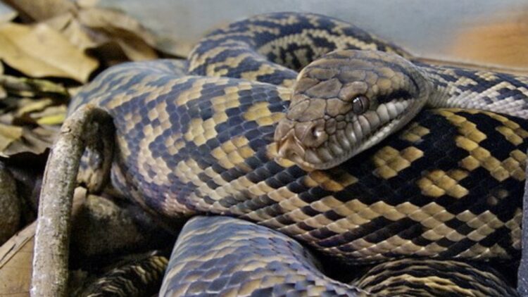 Giant snake found in the middle of the road and the video is leaving everyone speechless - stopped traffic and caused panic 1 Giant snake found in the middle of the road and the video is leaving everyone speechless - stopped traffic and caused panic