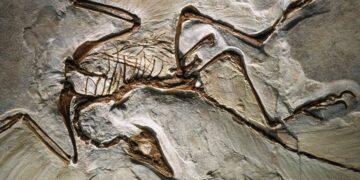 Confirmed - this fossil of the earliest known bird reveals key secrets about dinosaur evolution