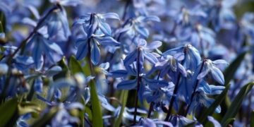 Expert warns - Siberian squill, a poisonous Russian plant, is invading U.S. gardens and endangering your pets