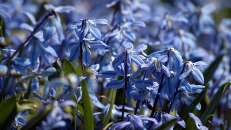 Expert warns - Siberian squill, a poisonous Russian plant, is invading U.S. gardens and endangering your pets