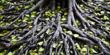 It's official—a study reveals that underground roots store more carbon than we imagined and could be key in combating global warming