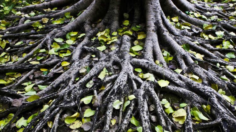 It's official—a study reveals that underground roots store more carbon than we imagined and could be key in combating global warming