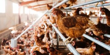 Don't lose your money - Alderfer Eggs will have to pay for misleading advertising so you can get your cut