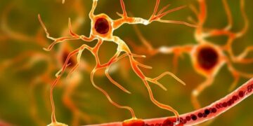 It's official—a study from MIT finds that astrocytes also play a role in how we remember things