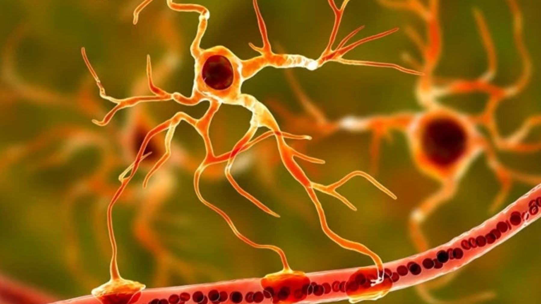 It's official—a study from MIT finds that astrocytes also play a role in  how we remember things