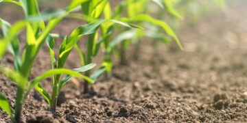 Confirmed - these are the plants that could save you in the event of a global collapse, according to food security experts