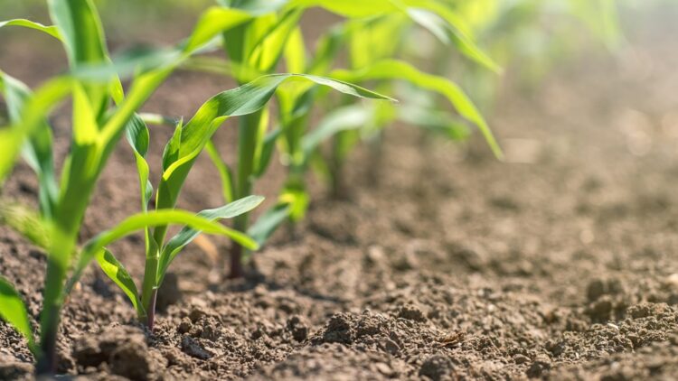 Confirmed - these are the plants that could save you in the event of a global collapse, according to food security experts