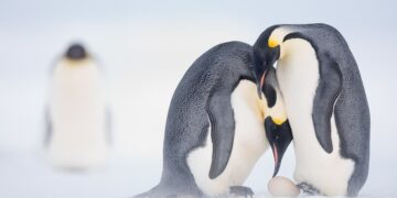 Farewell to the emperor penguin - scientists warn that its extinction in Antarctica is progressing faster than even the worst scientific projections of the IPCC had predicted
