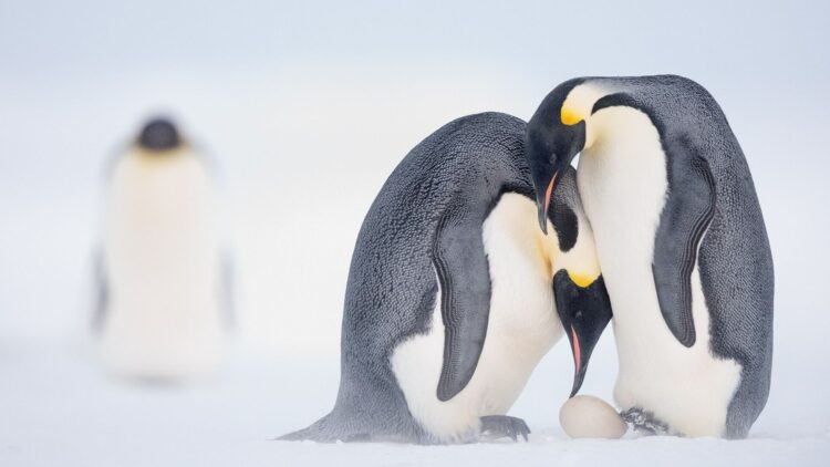 Farewell to the emperor penguin - scientists warn that its extinction in Antarctica is progressing faster than even the worst scientific projections of the IPCC had predicted 1 Farewell to the emperor penguin - scientists warn that its extinction in Antarctica is progressing faster than even the worst scientific projections of the IPCC had predicted