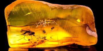 This woman thought it was garbage... but found a valuable fossil with millions of years of history - Scientists now study this prehistoric material found on the beach