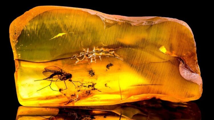 This woman thought it was garbage... but found a valuable fossil with millions of years of history - Scientists now study this prehistoric material found on the beach