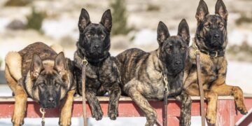 Goodbye to alarms at home - these dog breeds are the most loyal protection you can have in your home