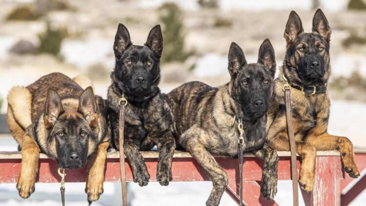 Goodbye to alarms at home - these dog breeds are the most loyal protection you can have in your home