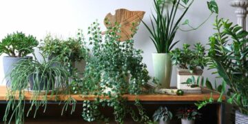 A gardener reveals the secret to growing fresh lemons, apples, or figs by cultivating fruit trees in containers indoors