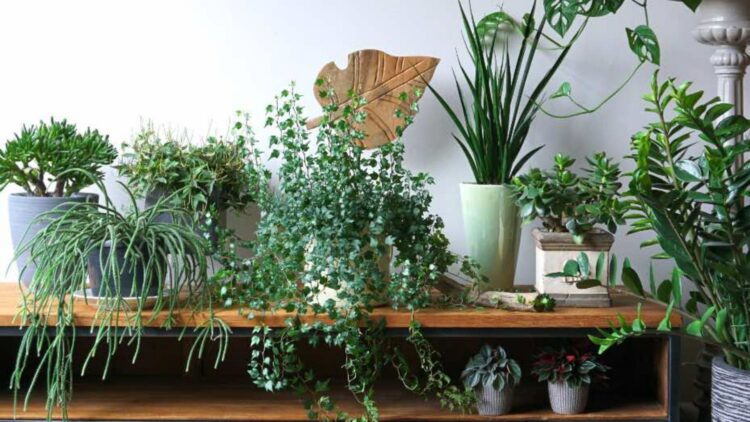 A gardener reveals the secret to growing fresh lemons, apples, or figs by cultivating fruit trees in containers indoors 1 A gardener reveals the secret to growing fresh lemons, apples, or figs by cultivating fruit trees in containers indoors