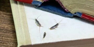 No cockroaches or ants - this silent insect is the sign that something is wrong at home