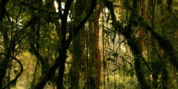 Confirmed by NASA satellite images—a strange “tricky” plant is spreading uncontrollably in jungles and threatening tropical biodiversity globally