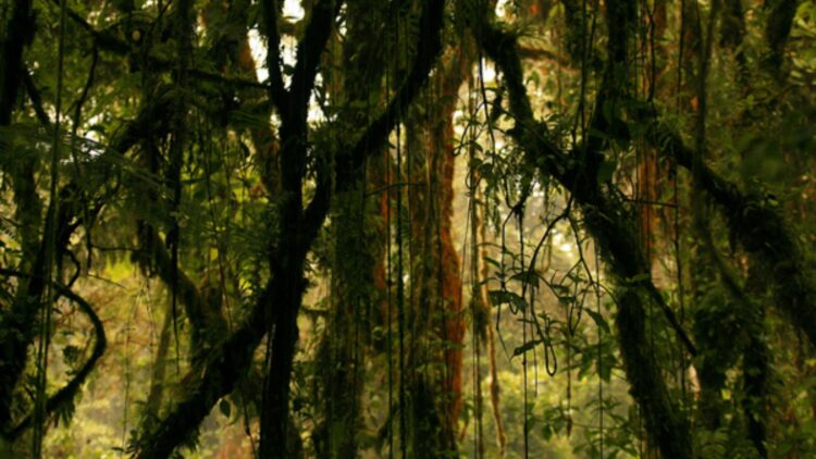 Confirmed by NASA satellite images—a strange “tricky” plant is spreading uncontrollably in jungles and threatening tropical biodiversity globally